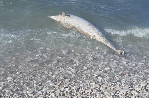 Delfino privo di vita ritrovato a Trani