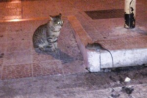 Trani città Slow, forse troppo: rifiuti 