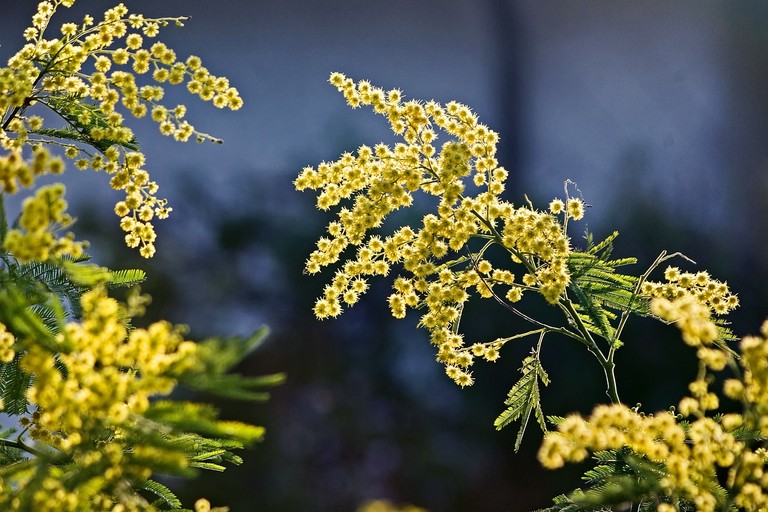 Mimosa