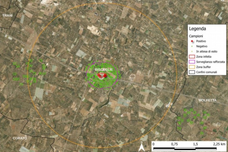 monitoraggio xylella