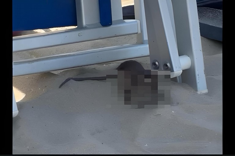 Spiaggia di Colonna | Ospite inatteso