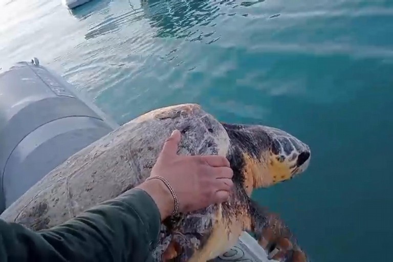 A Trani tornano in mare le tartarughe salvate dal WWF
