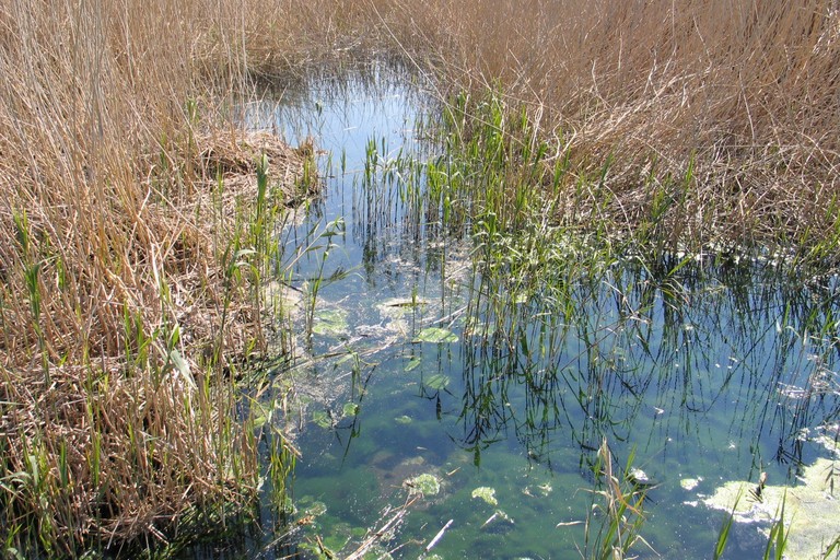 Trani - Boccadoro Giornata Mondiale delle Zone Umide:. <span>Foto credits</span>