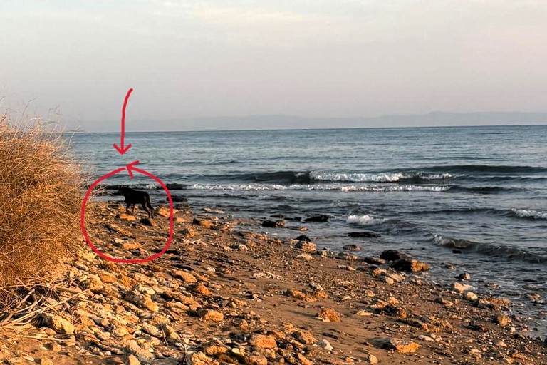 Avvistato un lupo a Boccadoro a Tani