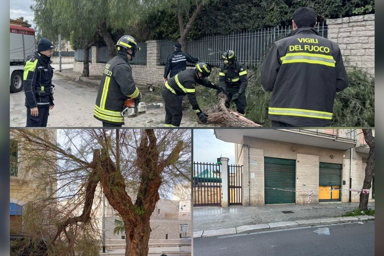 Trani sferzata dal vento: alberi e calcinacci giù, scoppia la polemica sul verde pubblico