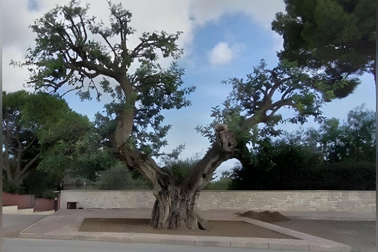 Il carrubo di via Duchessa d'Andria a Trani