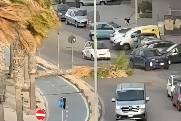 Palma crollata sul lungomare