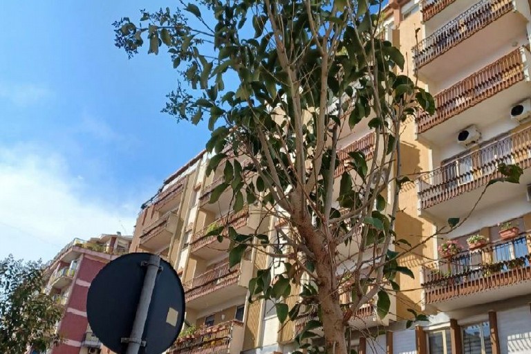 Trani | Verde pubblico in sofferenza