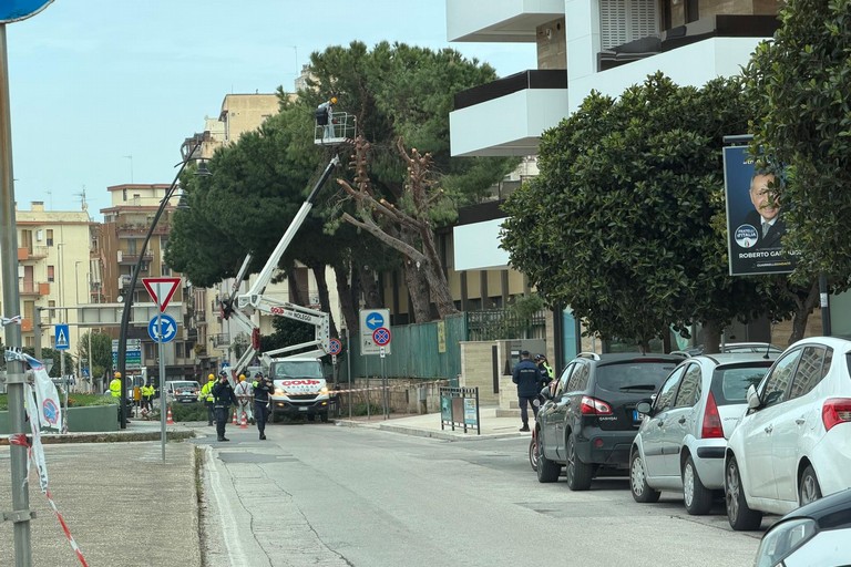 Via Istria: bloccata la viabilità per il taglio dei pini
