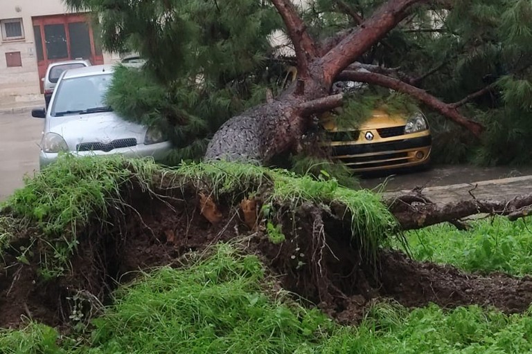 Trani, sfiorata la strage in Via Olanda: pino si schianta sull'auto di una famiglia. "Pericolo segnalato inutilmente a marzo"