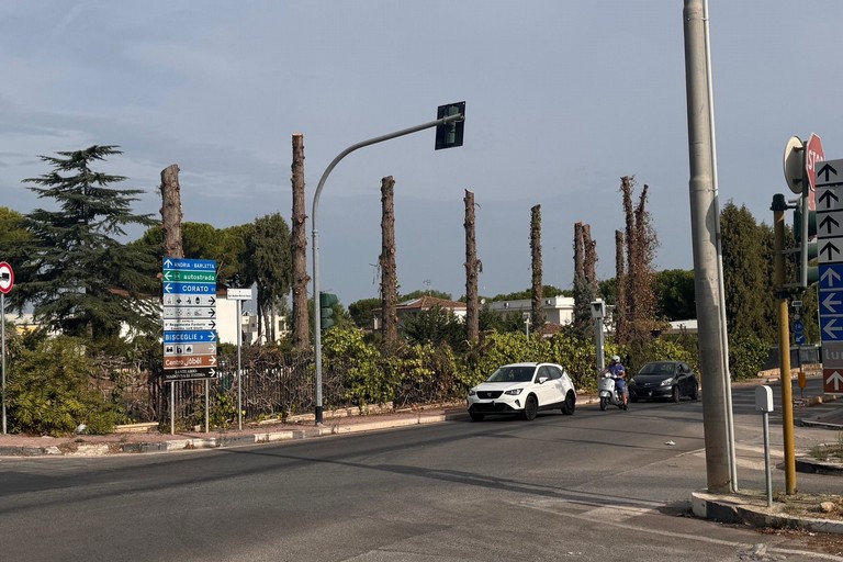 Trani: alberi abbattuti su proprietà privata, all'incrocio via I Capirro. <span>Foto Credits </span>