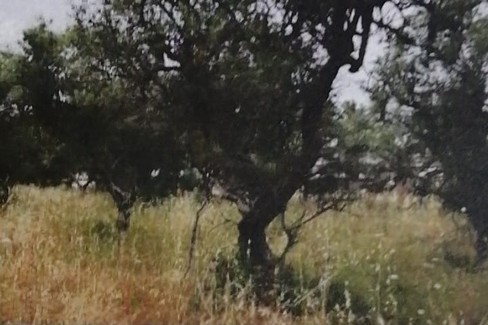 Ulivi