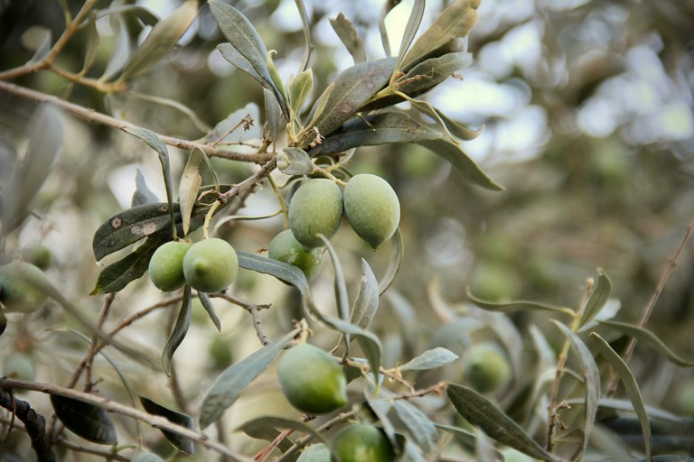 Xylella Ulivi Puglia