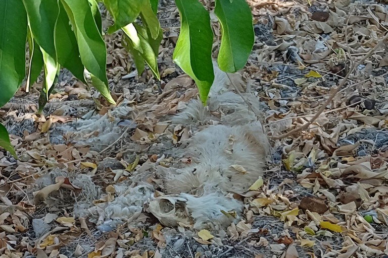 Carcassa di cane trovata in Via delle Tufare