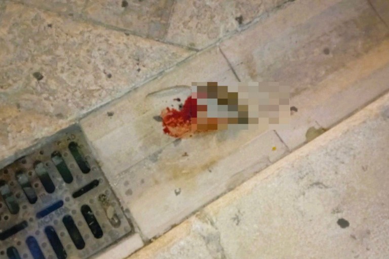 Trani, resti di un topo in Via San Giorgio