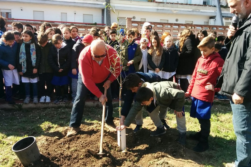 Albero di ulivo alla Scuola Beltrani