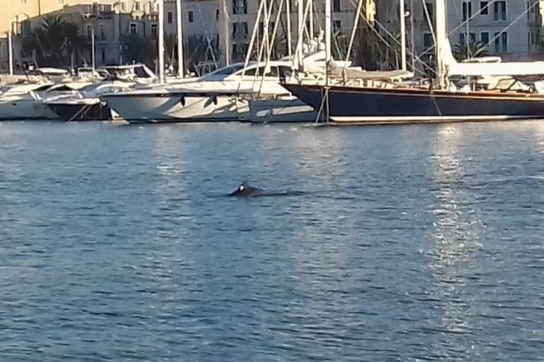 Delfino nel porto di Trani