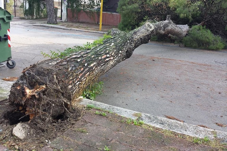 Albero in viale de Gemmis