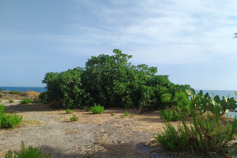 Fico Monumentale alla Baia del Gruccione